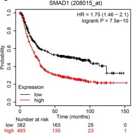 Correlation between SMAD1 expression and the survival of patients.jpg